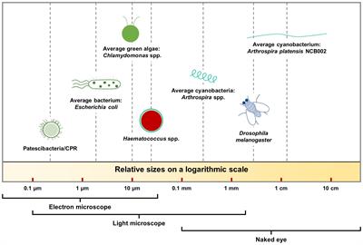 Comprehensive understanding of the mutant ‘giant’ Arthrospira platensis developed via ultraviolet mutagenesis